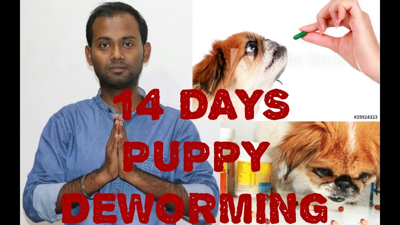 puppies first worming