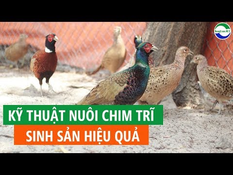 Video: Cách Nuôi Chim Trĩ