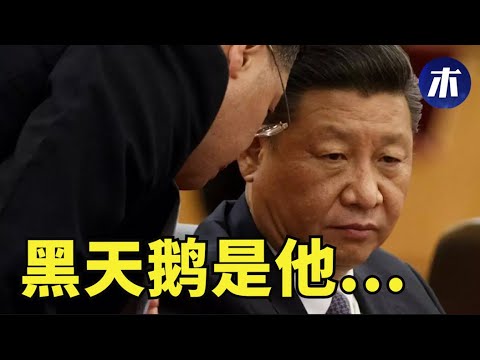 他才是真正的黑天鹅！大学生毕业即失业，应届毕业生突破历史新高，王者荣耀玩家共享共同富裕，警察被喝茶内部清洗，中共是中国的灰犀牛（小木谈天第186期 20210908）