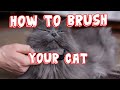 HOW TO BRUSH YOUR CAT&#39;S HAIR 4k