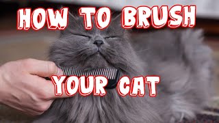HOW TO BRUSH YOUR CAT&#39;S HAIR 4k