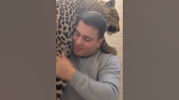 Leopard leap filter #shorts  #troll #edit #tutorialyoutube #tutorial #ytshorts #viralshorts #filter