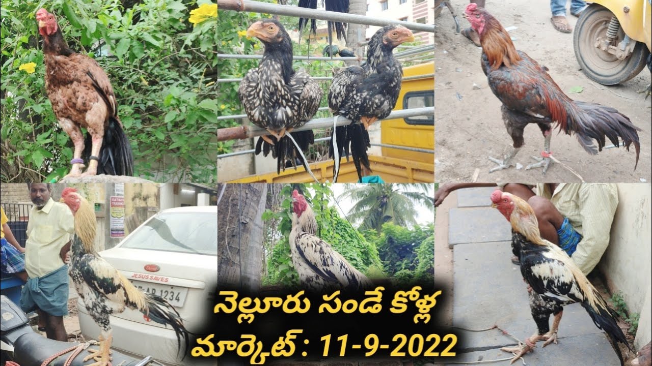 Nellore Sunday Kolla Market : 11-9-2022, #nelloresundaymarket, #venkyberasatv, #nellorekollu,