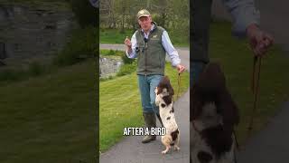 Speak To Your Dog How You Want It To Act