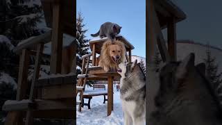 🤣 Ultimate Funny Reel Compilation | Try Not To Laugh 😂 | Flow Genius