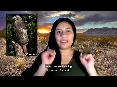 Ave nacional de México: El águila real