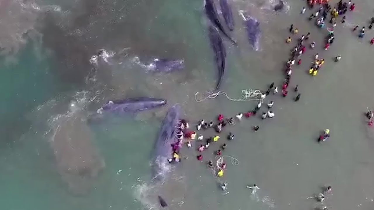spiegel ドイツ語 Indonesien: Rettungsaktion für gestrandete Pottwale