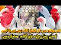 Paper White Aseel Hira Hen, Chicks, and Eggs for Sale |King shyamu chicks Low Price | Full Detail