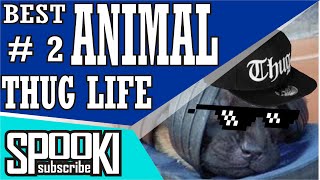 FUNNY VIDEO Best Animal thug Life #2