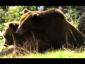 Grizzly cauldron return of the gray wolf national geographic animal nature documentary