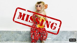 Monkey Diana ran away from home, causing her mother to worry when Diana went missing
