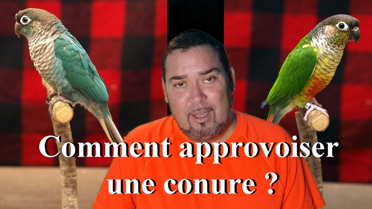 Comment apprivoiser une hirondelle ?