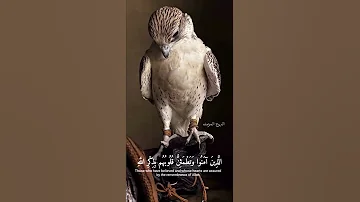 أ لا ب ذ كر الل ه ت طم ئ ن الق لوب من سورة الرعد القارئ عبدالرحمن مسعد 