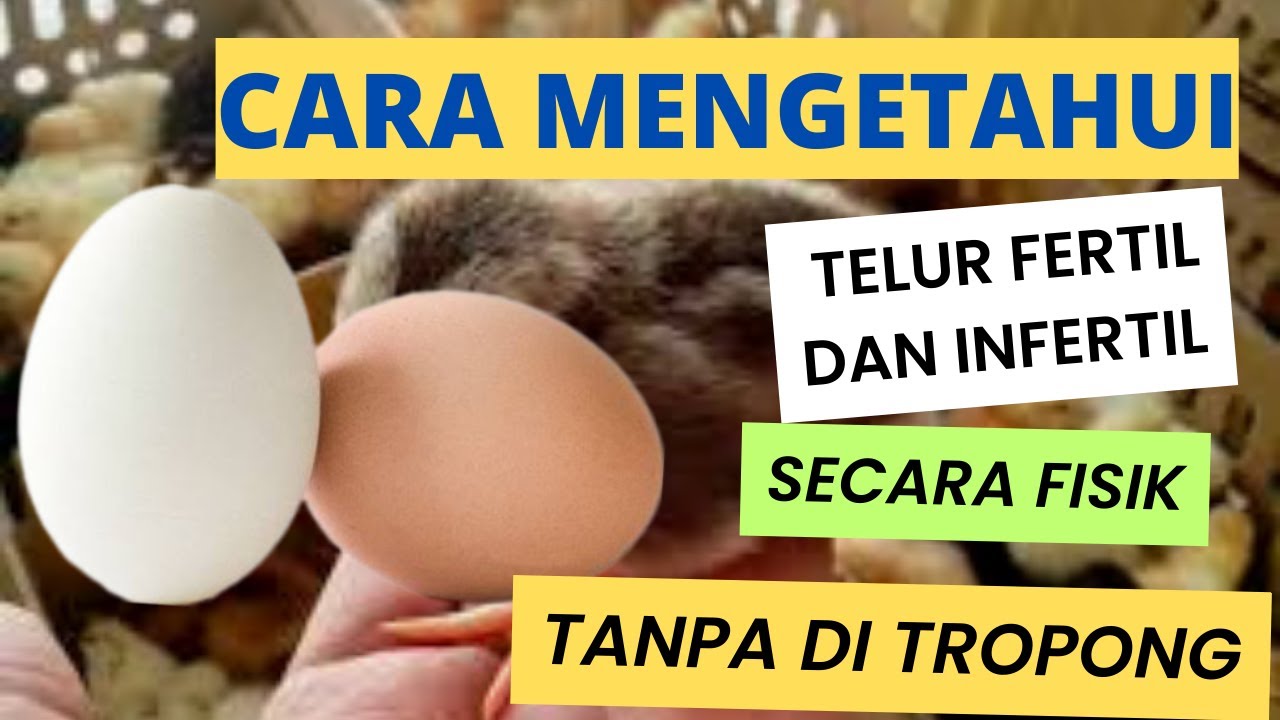 Cara Mengetahui Telur Fertil Dan Infertil Tanpa Di Teropong
