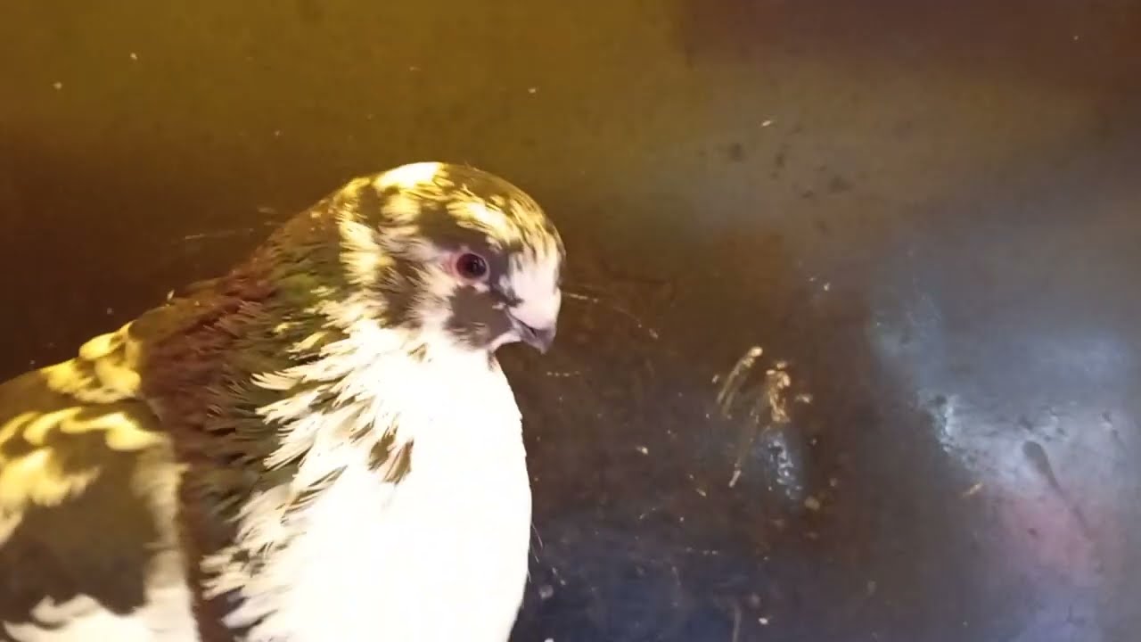 توليعة رمضانية 