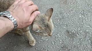 A cute cat thanks me for giving her food