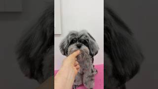 Chiapoo Teddy Bear Grooming ✂️🐶