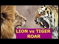 Лев против Тигра Кто громче рычит ?  Рычание Тигра и Льва