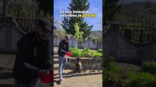 Gotovo je sa lopovima! Vaš pas je obučen da ne uzima hranu ni od koga🐶✅ #pas #obukapasa #balkan #k9 Gotovo je sa lopovima! Vaš pas je obučen da ne uzima hranu ni od koga🐶✅ #pas #obukapasa #balkan #k9