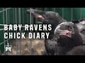 Baby ravens at the Tower: Chick Diary week 1