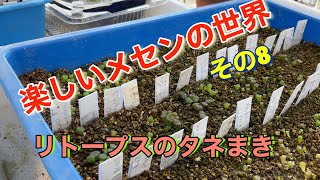 楽しいメセンの世界　その８　リトープスのタネまき