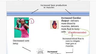 Thermoregulation: Part 2