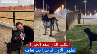 الظهور الاول لباجيرا الكلب الذى ينقذ الخيل بمنتجع سبيد بعد تعافيه |#٦٠شو_مع_الدكتور_حاتم_ستين