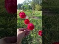 Red Roses #rose #flowers