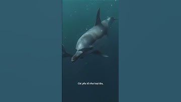 (#75)Vì sao cá heo thích cưỡi sóng trước mũi tàu? #shorts