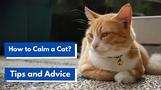 How to Calm a Cat? | Tips and Advice by Cats Globe 105 views 1 month ago 2 minutes, 18 seconds