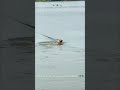 Golden Jumps into Lake to Save Stolen Rod 🐕💦#smartdog #fishinglife #goodboy