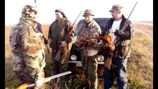 Охота на фазана в Украине
