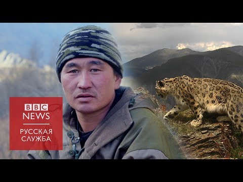 Кот на миллион: как охотники стали хранителями снежного барса на Алтае