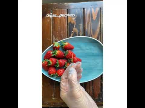 تصویری: نحوه پرورش توت فرنگی در گلخانه