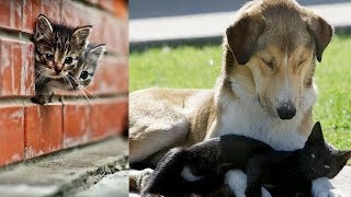 Cutes cats| Cutest dog & cat in the world | Cute dogs clips #15 by The Secret Life Of Pets 150 views 6 years ago 7 minutes, 41 seconds