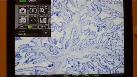 Nikon DS-L3 Software Controls