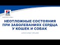 Вебинар на тему: "Неотложные состояния при заболеваниях сердца у собак и кошек".