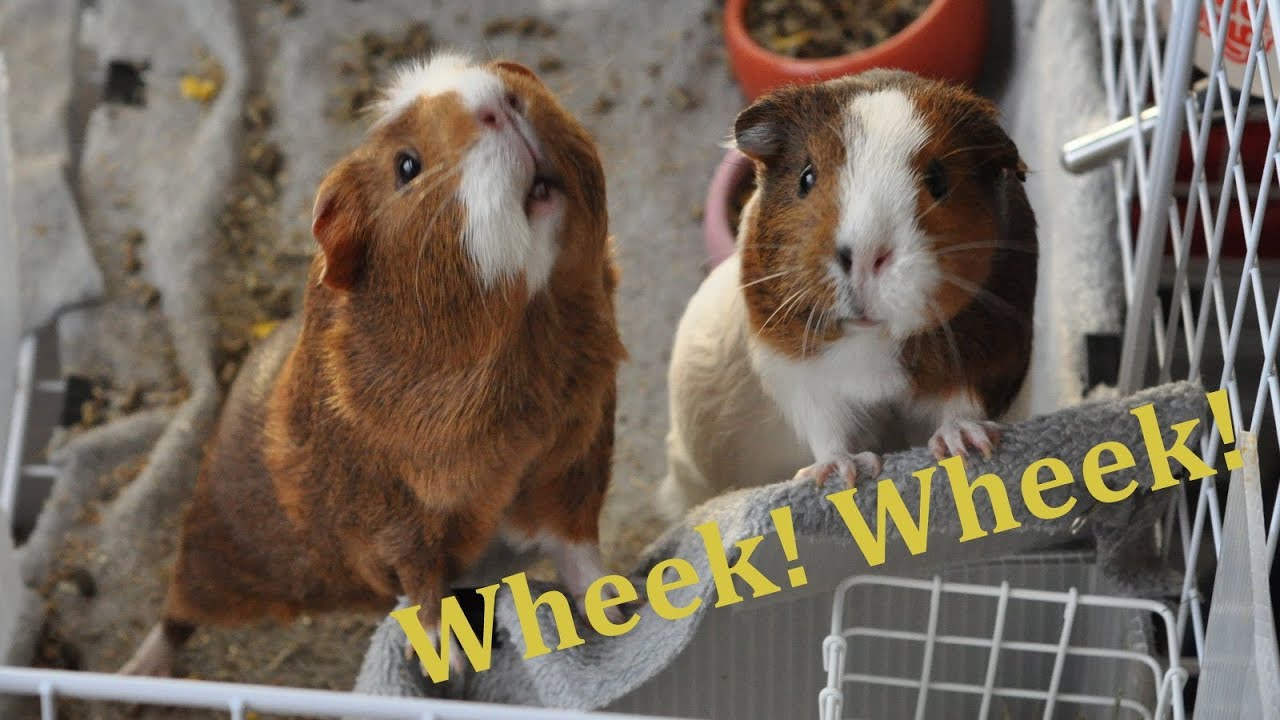 Guinea pigs wheeking - YouTube