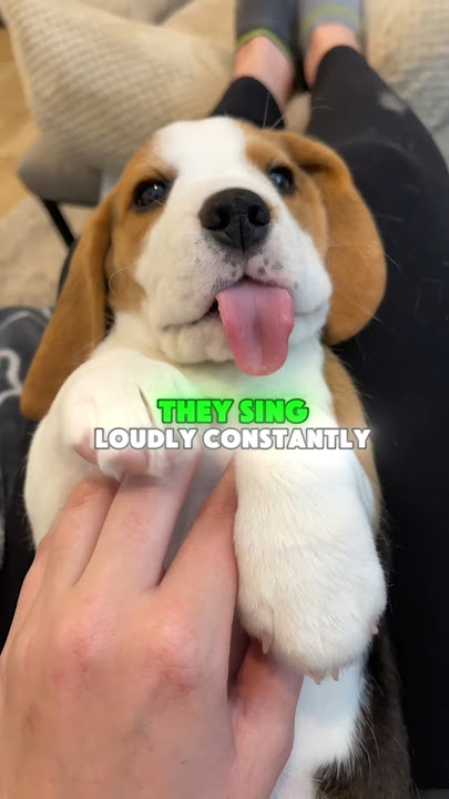 The most nosey dog breed, Meet the BEAGLE #beagle