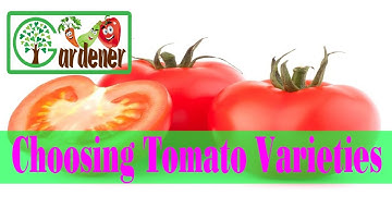 GARDENING GUIDE: Choosing Tomato Varieties | Gardener Channel