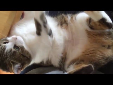 きにゃこ パーカーの紐で遊ぶ猫 Youtube