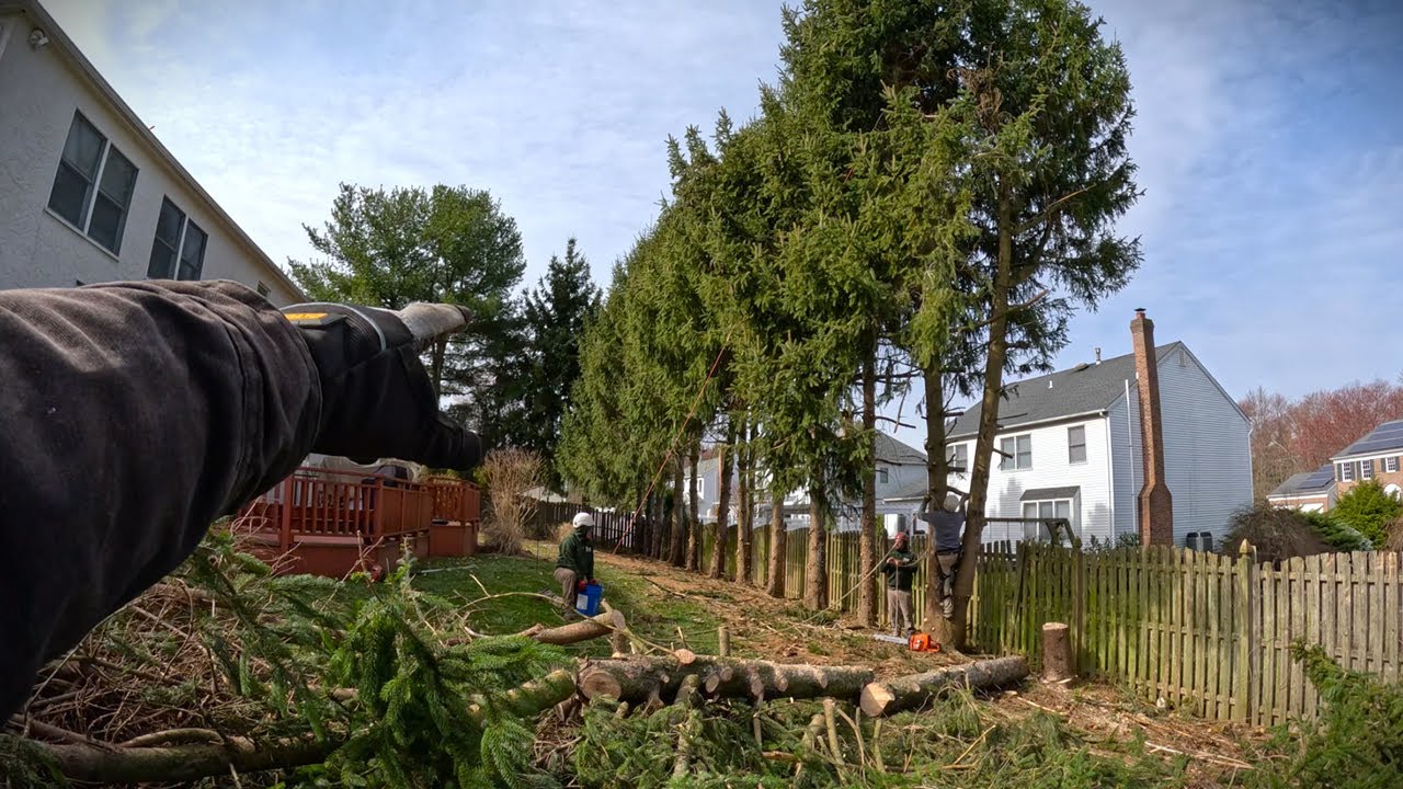 Customer Wants ALL TWENTY Pine Trees GONE | Difficult Removal - YouTube