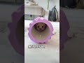 何回目の登場が好き? #チワプー #子犬 #犬のいる暮らし