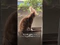 旅猫さん…もう一度会いたかった #猫 #ねこ #猫動画 #cat #cats #catshorts#野良猫#旅猫 #出会いの奇跡 #感動動画#癒し動画 #shorts #shortvideo
