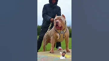 Pitbull Americanbully Song Love Wildlife 