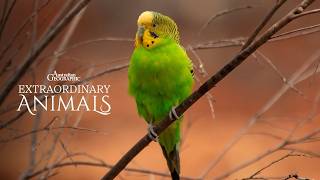 Living in a Budgerigar Flock | Extraordinary Animals