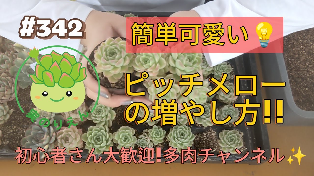 342 可愛すぎる!!ピッチメローを鉢上げします!! - YouTube