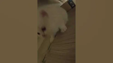 Watch the video about 😹😹😸 #memes #dankmemes #coub #shorts #short #comedy #memedaily #animalcomedy #cats #cat #kitty