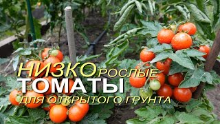 Урожайные РАННЕСПЕЛЫЕ НИЗКОРОСЛЫЕ томаты для открытого грунта.