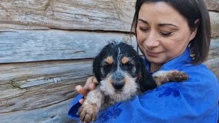 Caring for stray , abandoned dogs . part #3